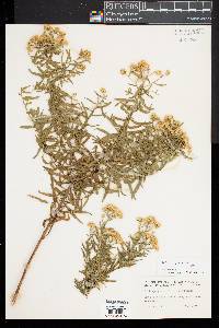 Euthamia lanceolata image