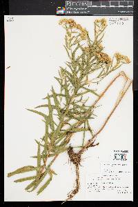 Euthamia lanceolata image