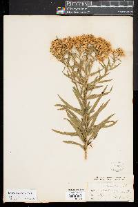Euthamia lanceolata image