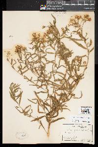 Euthamia lanceolata image