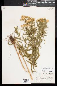 Euthamia lanceolata image