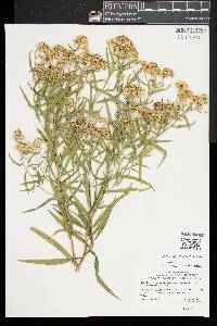 Euthamia lanceolata image