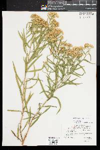 Euthamia lanceolata image