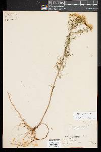 Euthamia caroliniana image