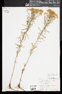 Euthamia caroliniana image