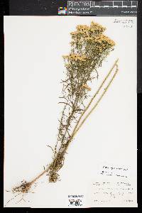 Euthamia caroliniana image