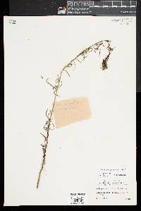 Euthamia caroliniana image