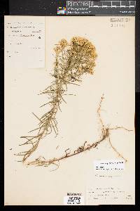 Euthamia caroliniana image