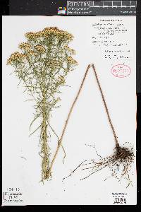 Euthamia caroliniana image