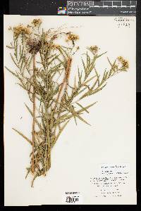 Euthamia lanceolata image