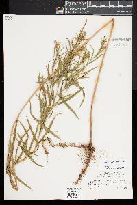 Euthamia lanceolata image