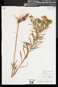 Euthamia lanceolata image