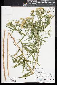 Euthamia lanceolata image