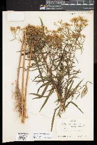Euthamia lanceolata image