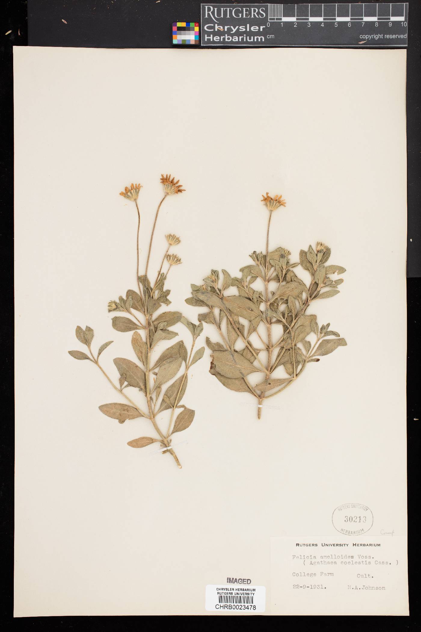 Felicia amelloides image