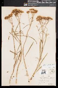 Flaveria linearis image