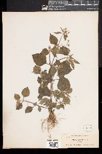 Galinsoga parviflora image