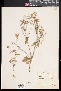 Galinsoga parviflora image