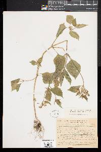 Galinsoga parviflora image