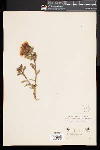 Grindelia robusta image