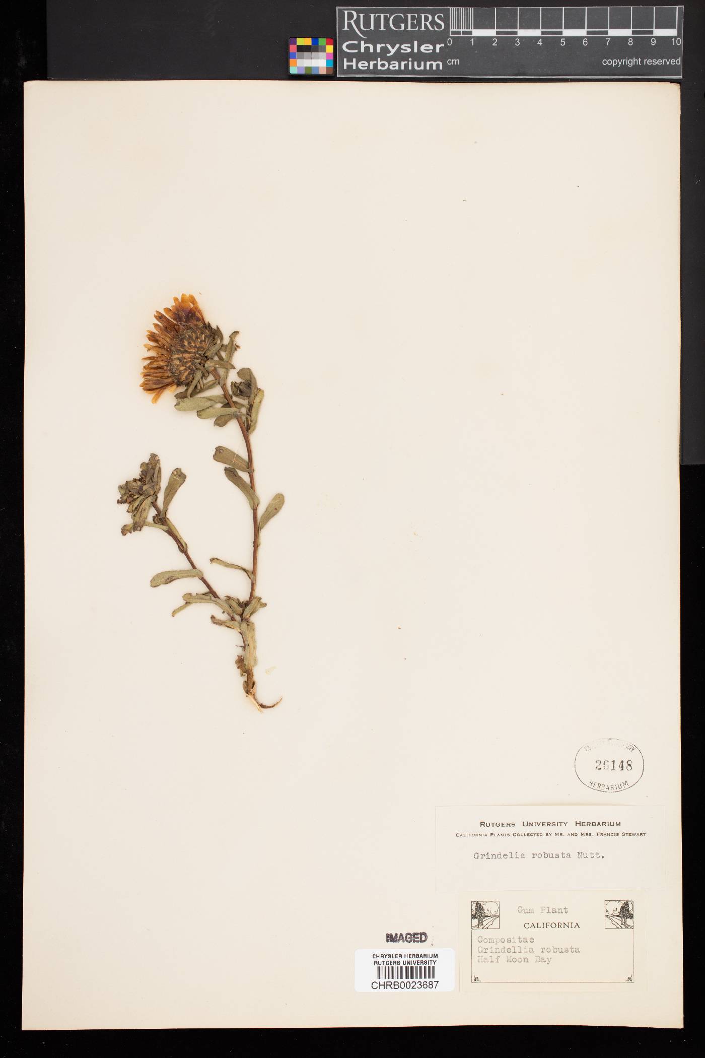 Grindelia robusta image