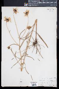 Helianthus angustifolius image