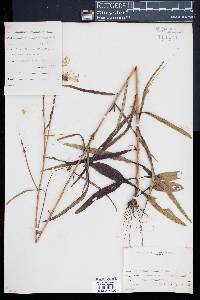 Helianthus angustifolius image