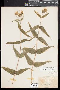 Helianthus divaricatus image