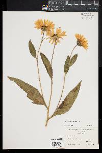 Helianthus tuberosus image