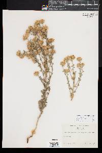 Heterotheca sessiliflora image