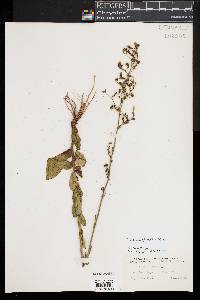 Hieracium gronovii image