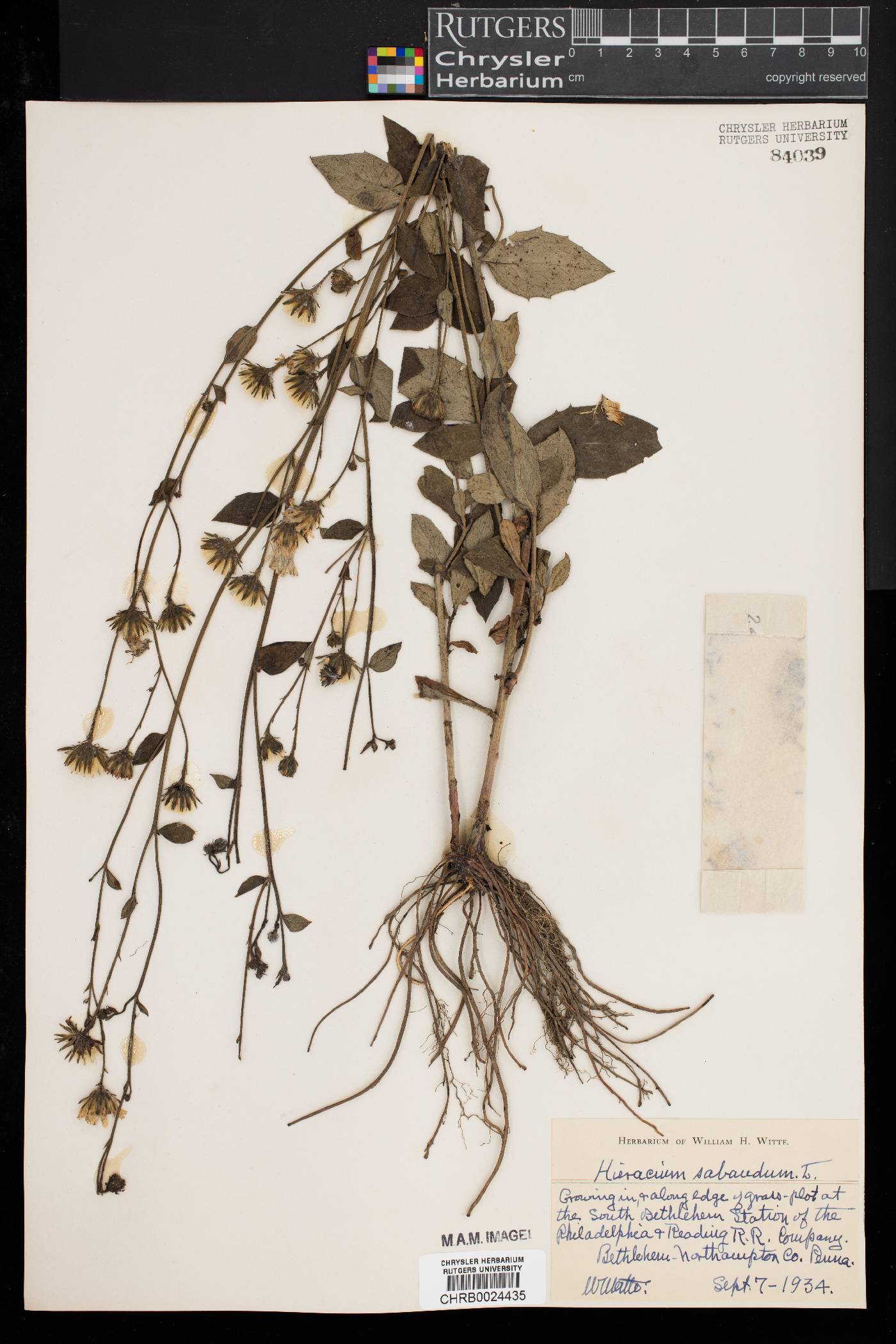 Hieracium sabaudum image