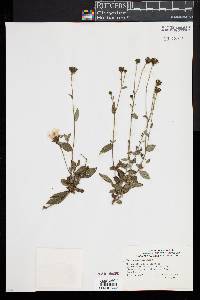 Hieracium sabaudum image