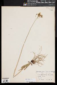 Hieracium venosum image