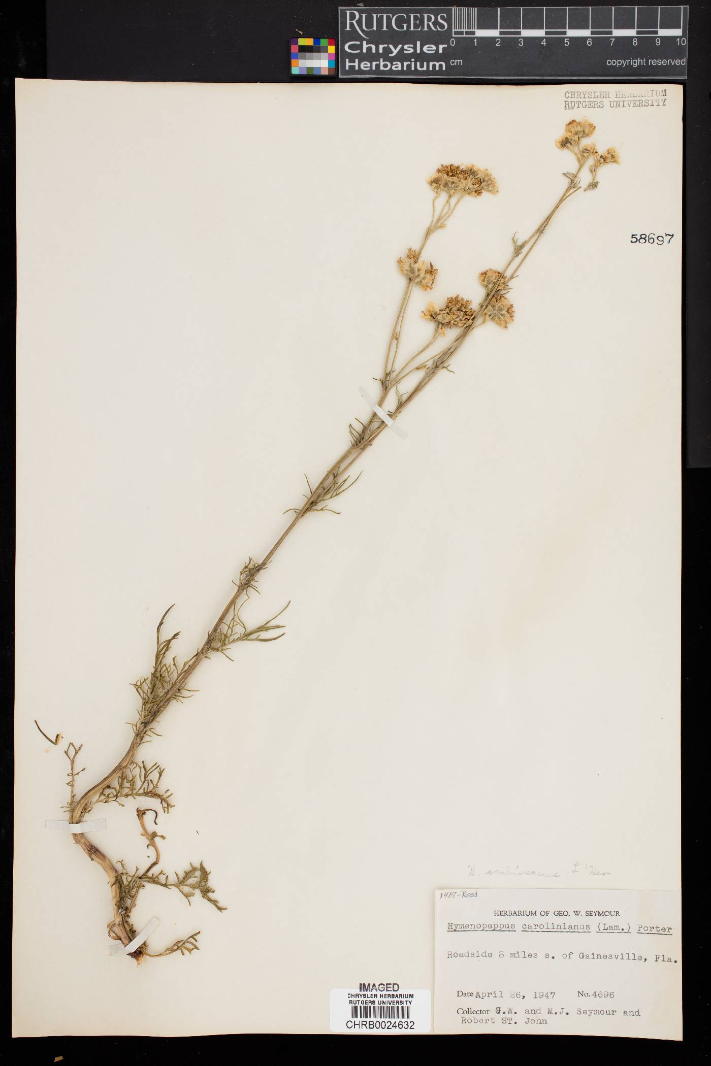 Hymenopappus carolinensis image