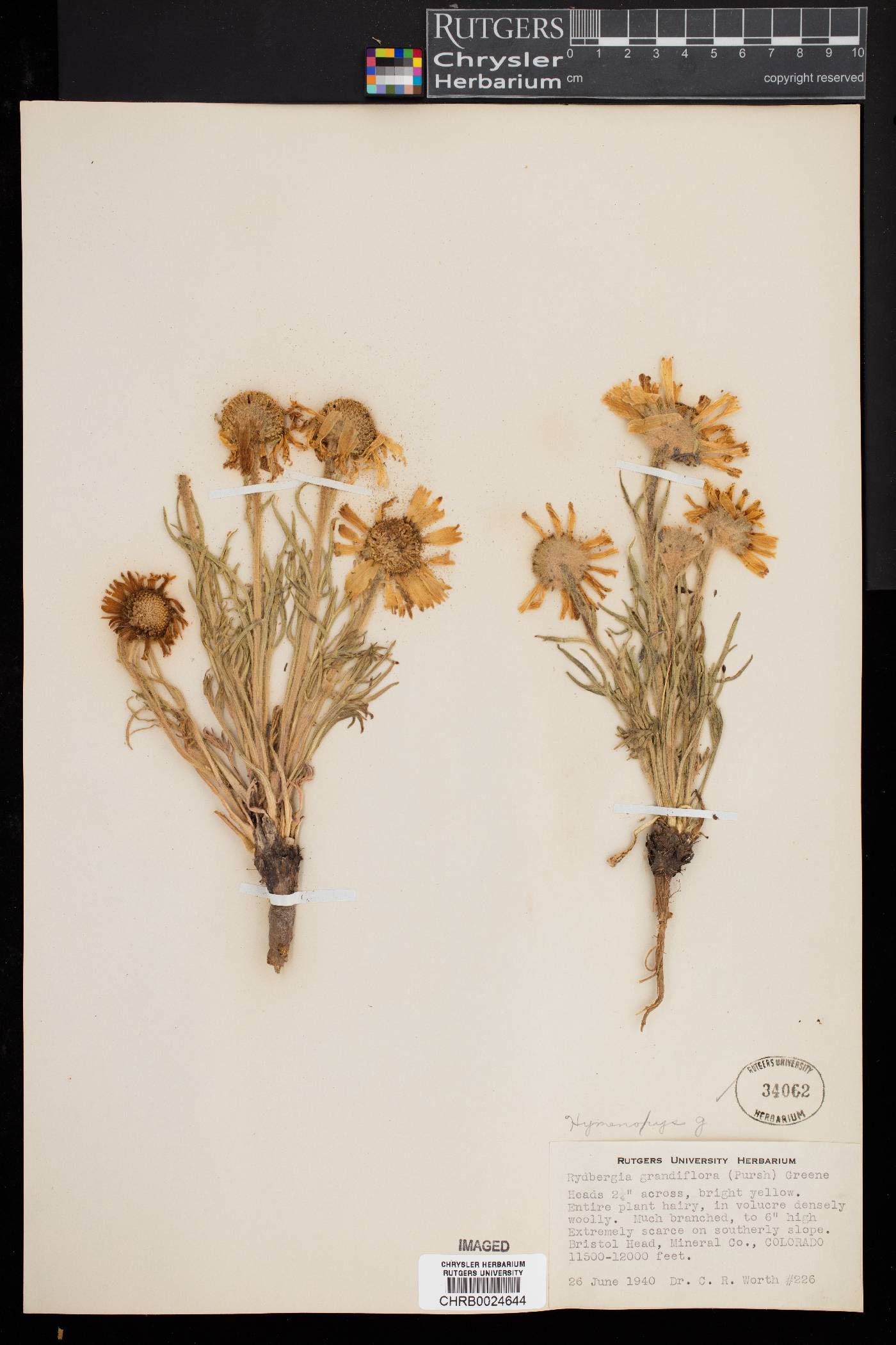 Hymenoxys grandiflora image