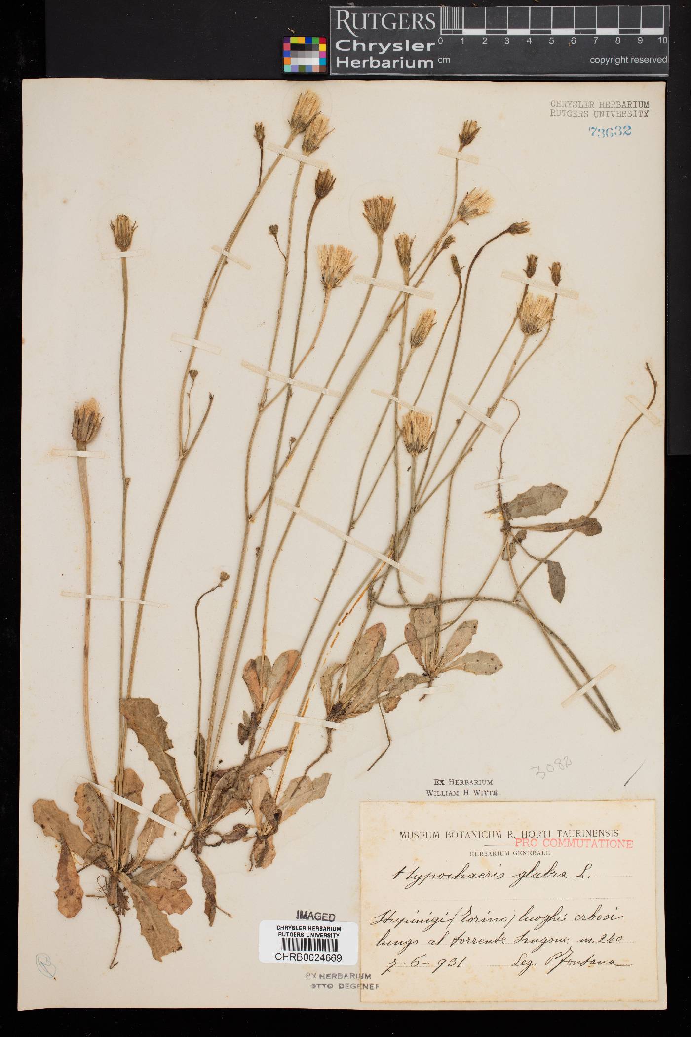 Hypochaeris glabra image