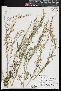 Artemisia dracunculus image