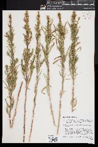 Artemisia dracunculus image