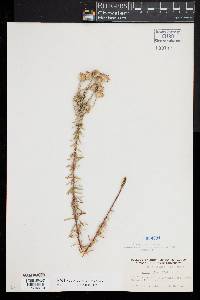 Ionactis linariifolia image