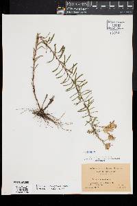 Ionactis linariifolia image