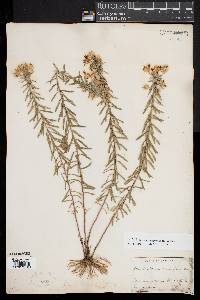 Ionactis linariifolia image