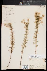 Ionactis linariifolia image