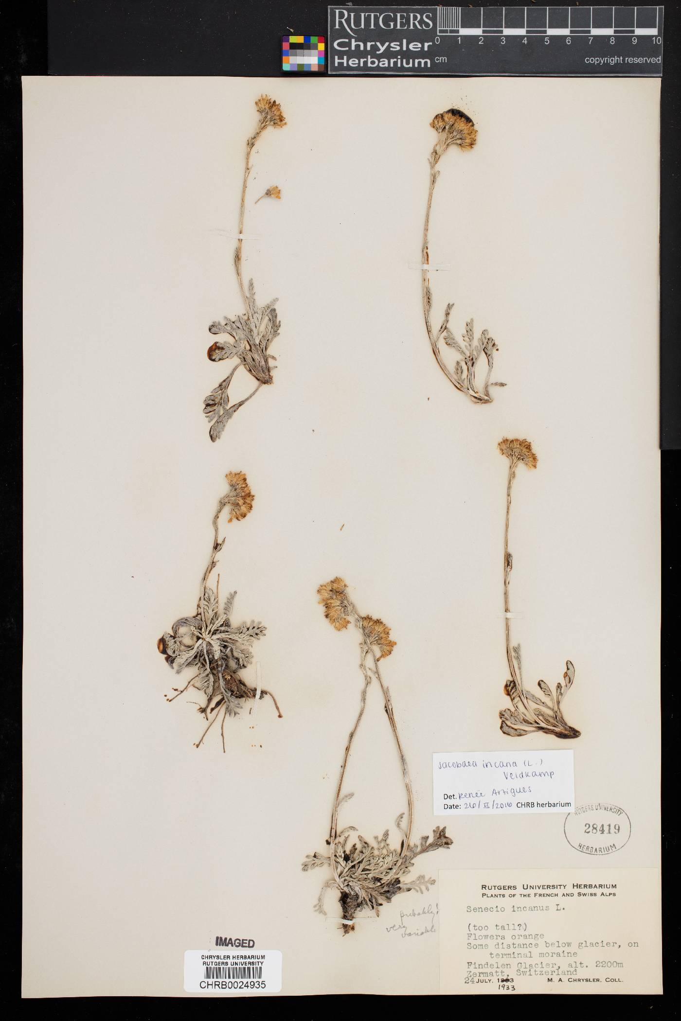 Jacobaea image