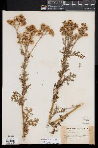 Jacobaea vulgaris image