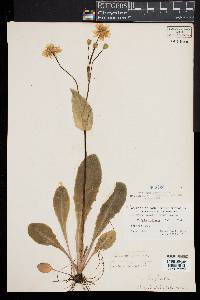 Krigia biflora image