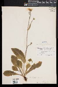 Krigia biflora image