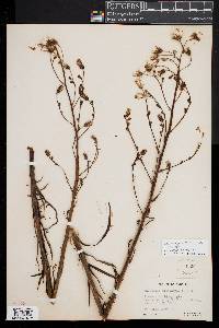 Lactuca floridana image