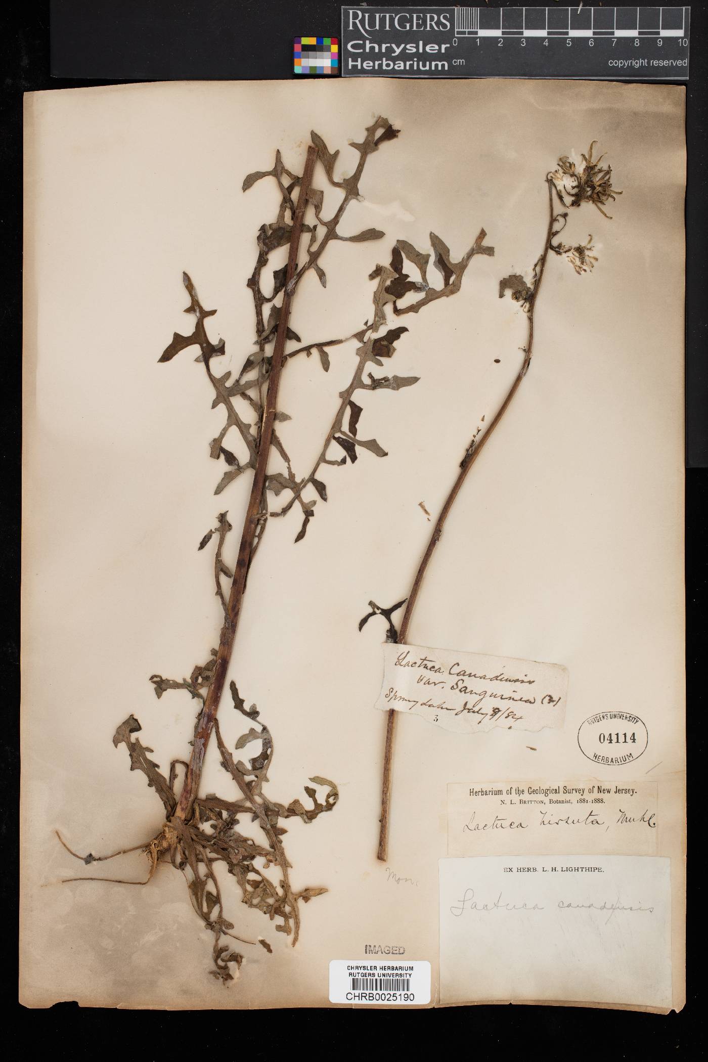 Lactuca hirsuta var. sanguinea image