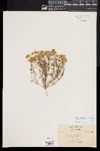 Lasthenia californica image